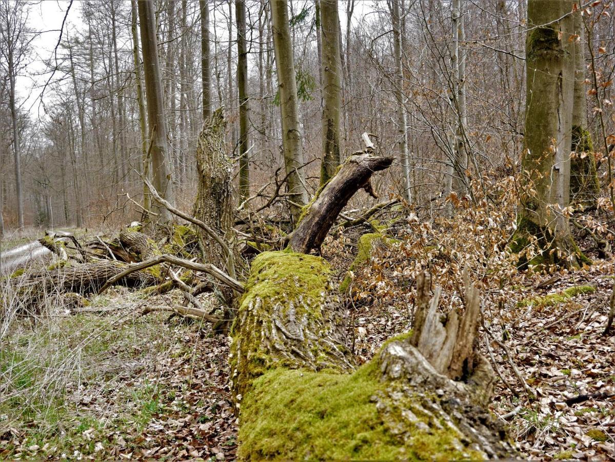 Tiny Ferienhaus Kelze Hofgeismar Esterno foto